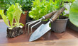 gardening tools a pot lof vegetable seedlings with lettuce in soil ready to plant on a wooden table -gardening  at springtime  concept