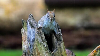 Wall Mural - A small Red Squirrel eating birdseed and corn on our log feeder.  He's giving me the same look I give when I'm caught me with my hand in the Cookie Jar.  