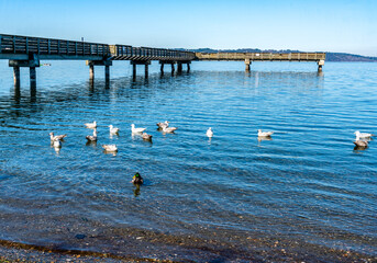 Canvas Print - Birds And Pier 2