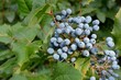 Branch with ripe juicy blue berries of Mahonia aquifolium in the garden close-up