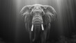   A black-and-white image of an elephant with light originating from behind its head and tusks