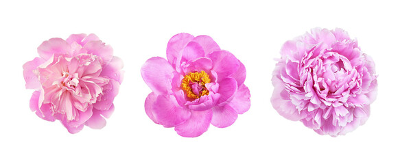 Wall Mural - set of pink peony flowers isolated on white or transparent background
