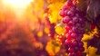 Ripe Vineyard Grapes in Golden Hour Light, Capturing the Warmth of Nature's Bounty. Perfect for Winery and Harvest Themes. AI