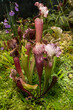 Sarracenia (Sarracenia leucophylla) is a predatory insectivorous plant
