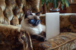 A sophisticated Siamese cat with striking blue eyes, sitting with the laptop wearing the glasses, looking into laptop