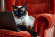A sophisticated Siamese cat with striking blue eyes, sitting with the laptop wearing the glasses, looking into laptop