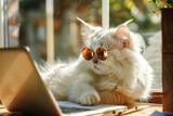 Fototapeta Konie -  The cat sitting with the laptop wearing the glasses, looking into laptop