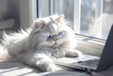 Fototapeta Konie -  The cat sitting with the laptop wearing the glasses, looking into laptop