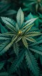 © Gizmo - Hemp leaves, cannabis, legalization of drugs, bad habits, outlaw, green leaves in close up, legalization of medical marijuana