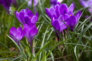 Wall Mural - crocus flowers in the garden -  spring flowers