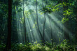 The forest is full of trees and plants, and the sunlight is shining through the leaves, creating a peaceful and serene atmosphere