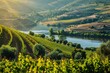 Vineyards of Valley: A Breathtaking Landscape of Famed Wine Region Along the Meandering Douro River 