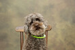 Poodle dog sitting looking at camera and wearing a led collar. Isolated on green defocused background