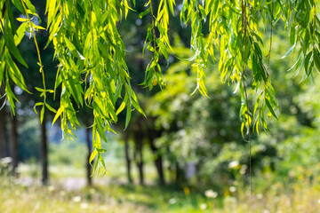 Canvas Print - Willow branches with green leaves hang from the tree on a sunny day