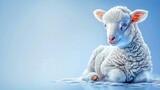 Fototapeta  -  baby sheep on ground, head turned sideways, blue backdrop