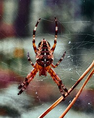 spider on the web