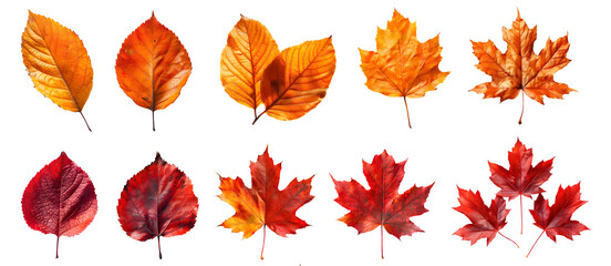 collection set of yellow orange red maroon autumn fall maple leaf leaves on transparent background c