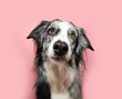 Cute and attentive border collie dog looking at camera and tilting head side. Isolated on pink solid pastel color