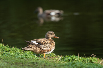 Wall Mural - An adult female gray duck (Anas strepera) stands on the shore of a pond in which a male swims