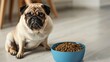 Pug Sitting by Food Bowl