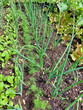 green leaves of vegetables on garden bed. Small plants. Cultivation. Onion, dill, salad
