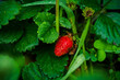 Red ripe strawberry on plant in the garden. Selective focus. Shallow depth of field.