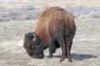 	
Bison on Antelope Island, Utah, in winter	