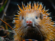 Close Up of Porcupine Looking at Camera