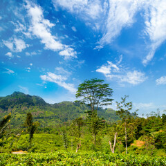 Wall Mural - Landscape with green fields of tea. Sri Lanka