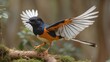 the White-rumped Shama takes flight and charges into the woodland.