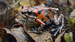 Silverstones poison frog Ameerega