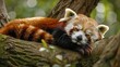 Red Panda Sleeping on a Tree Branch