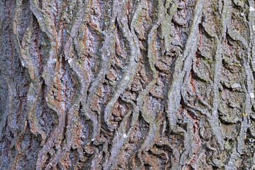 Wall Mural - interesting natural pattern on linden bark