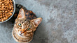 Top view of a cute tabby cat sitting next to a bowl of food on a gray isolated background.