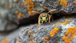 Yellow and Black Insect on Rock