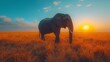   An elephant silhouetted against a sunset-tinged sky, surrounded by clouds