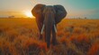   An elephant stands in a field of tall grass, silhouetted against the sunset's distant horizon