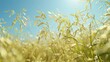 Sun shining on tall grass field, ideal for nature backgrounds