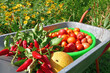 Wheelbarrow with tomatoes, peppers and melon grown in the garden