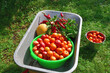 Wheelbarrow with tomatoes, peppers and melon grown in the garden