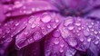 Purple flower petals with water drops on it. Close up