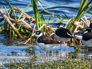 Wall Mural - Black necked stilt in Lake Apopka Wildlife Refuge in Florida