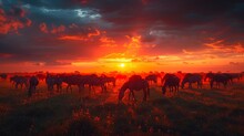   A Herd Of Zebras Grazes On A Lush, Green Field Beneath A Red And Orange Sunset The Sun Lingers In The Distance