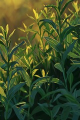 Wall Mural - Digital visualization of tarragon in golden hour light, ideal for illustrating culinary, gardening, or herbal themes