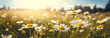Panoramas of chamomile flowers on a field on a summer day.