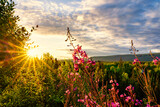 Fototapeta Kwiaty - Sunset in the mountains with Fireweed, sunrise