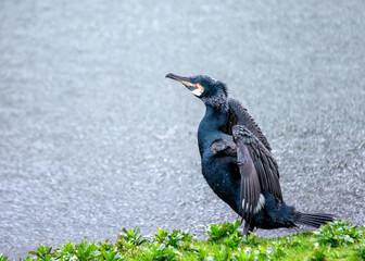 Great Cormorant (Phalacrocorax carbo) - Found on coasts worldwide