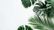 Minimalist summer style: tropical white backdrop with exotic palm leaves from above