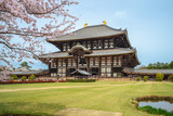 Fototapeta Londyn - Great Buddha Hall of todaiji with cherry blossom in nara, japan
