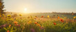 Panorama of beautiful meadow flowers in early sunny fresh morning. Vintage autumn landscape background. colorful beautiful fall flowers magical background